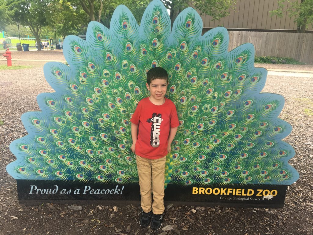 Posing In Front of the Peacock at the Brookfield Zoo